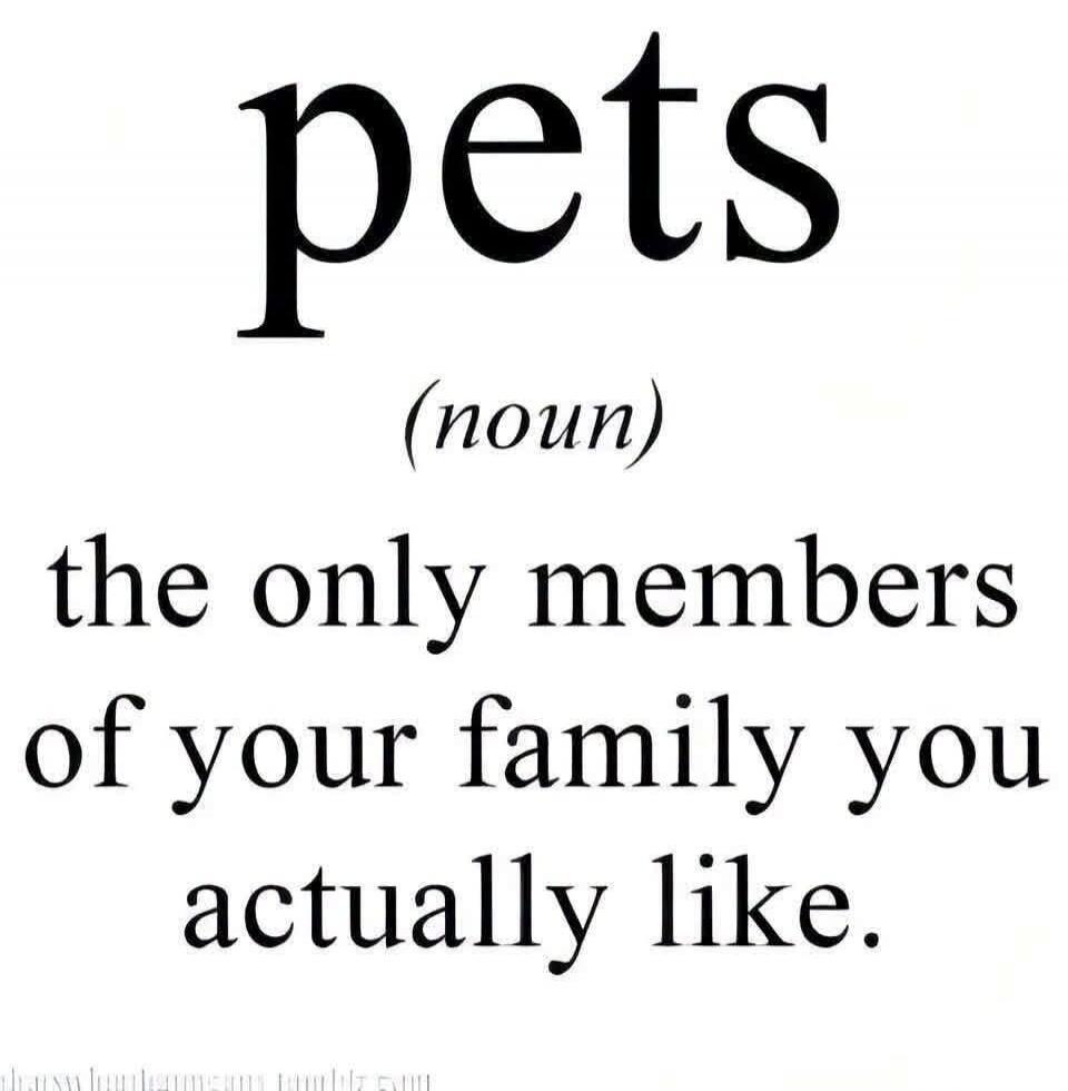 pets (noun) the only members of your family you actually like.