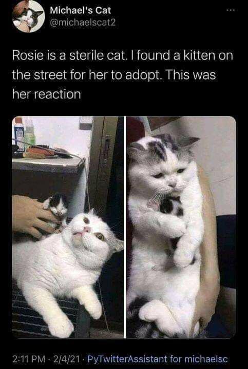 Michaels Cat K michaelscat RESEASEIS Cll Yo 1R oVale RNl Tely LIS EE el aTI oX o oo MM NTISAWVETS WEEE il 211 PM 2421 PyTwitterAssistant for michaelsc