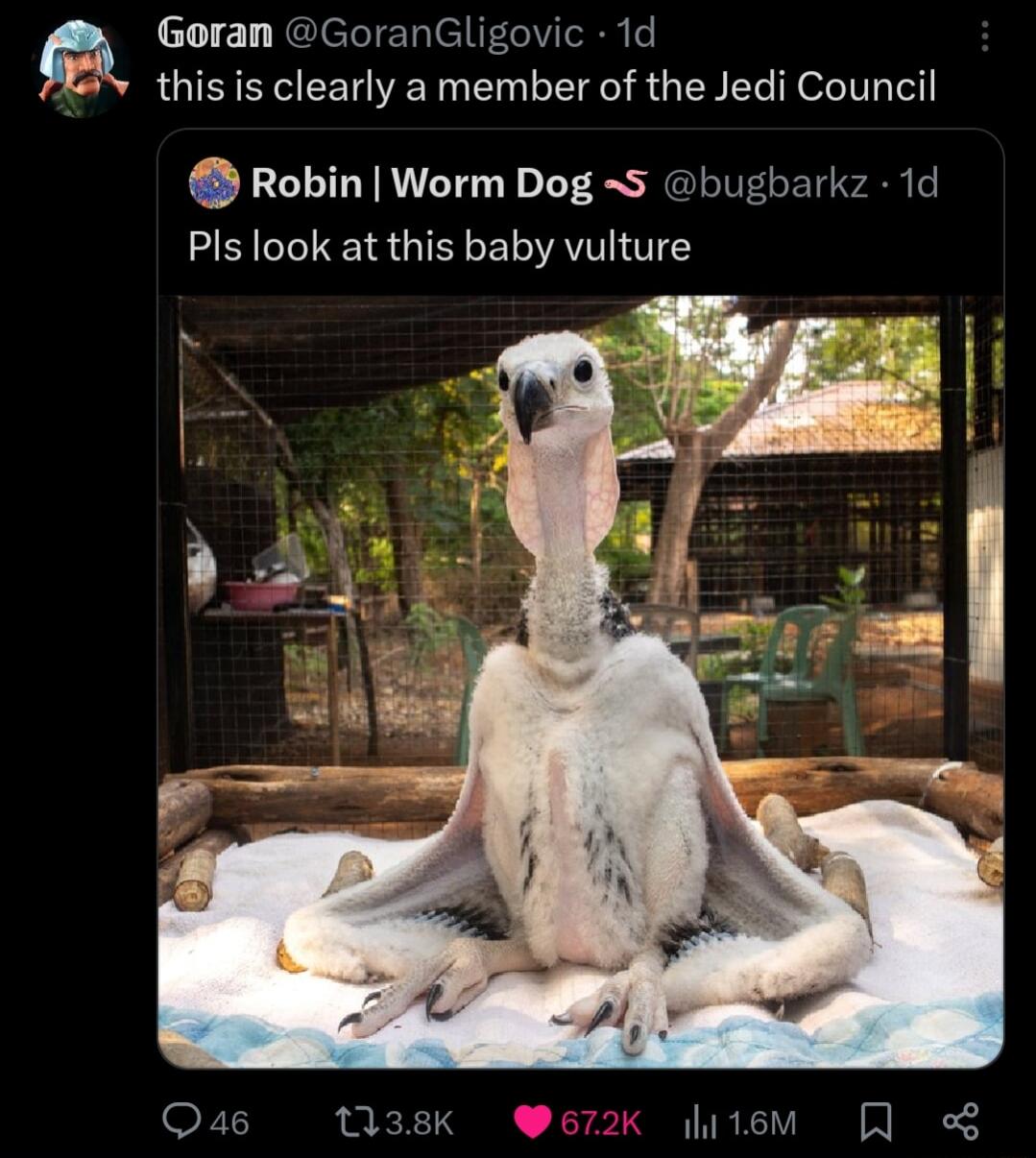 Goran GoranGligovic 1d this is clearly a member of the Jedi Council Robin Worm Dog 5 bugbarkz 1d Pls look at this baby vulture Qa4 138K 672K litem 1 o