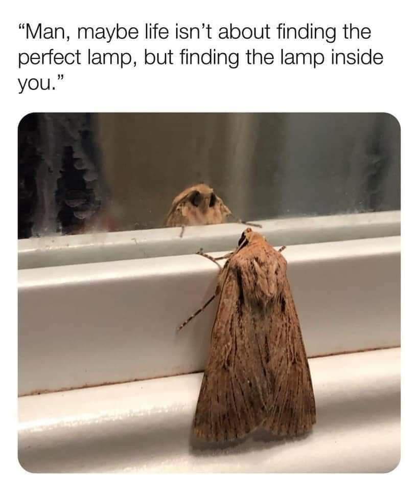 Man maybe life isnt about finding the perfect lamp but finding the lamp inside youli