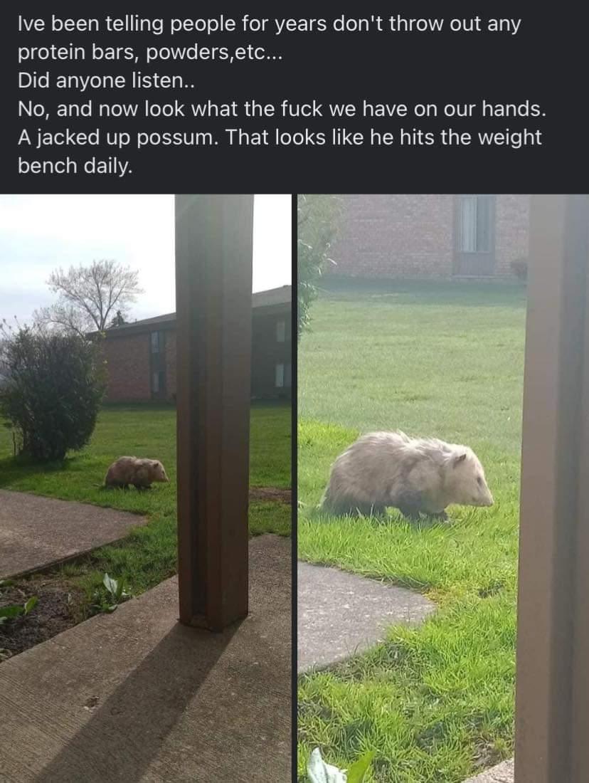 R oLT T R Y T T WolYo o oI AVLETNe ea R a1 o VR IV 101 o101 11 a W o T ES M 01016 T H ol Did anyone listen NoREToTe ool VA oTo Qs EY R s R Vo QN s A Nl s Wo U l s 1ol N A jacked up possum That looks like he hits the weight oTglela W ETIIYA