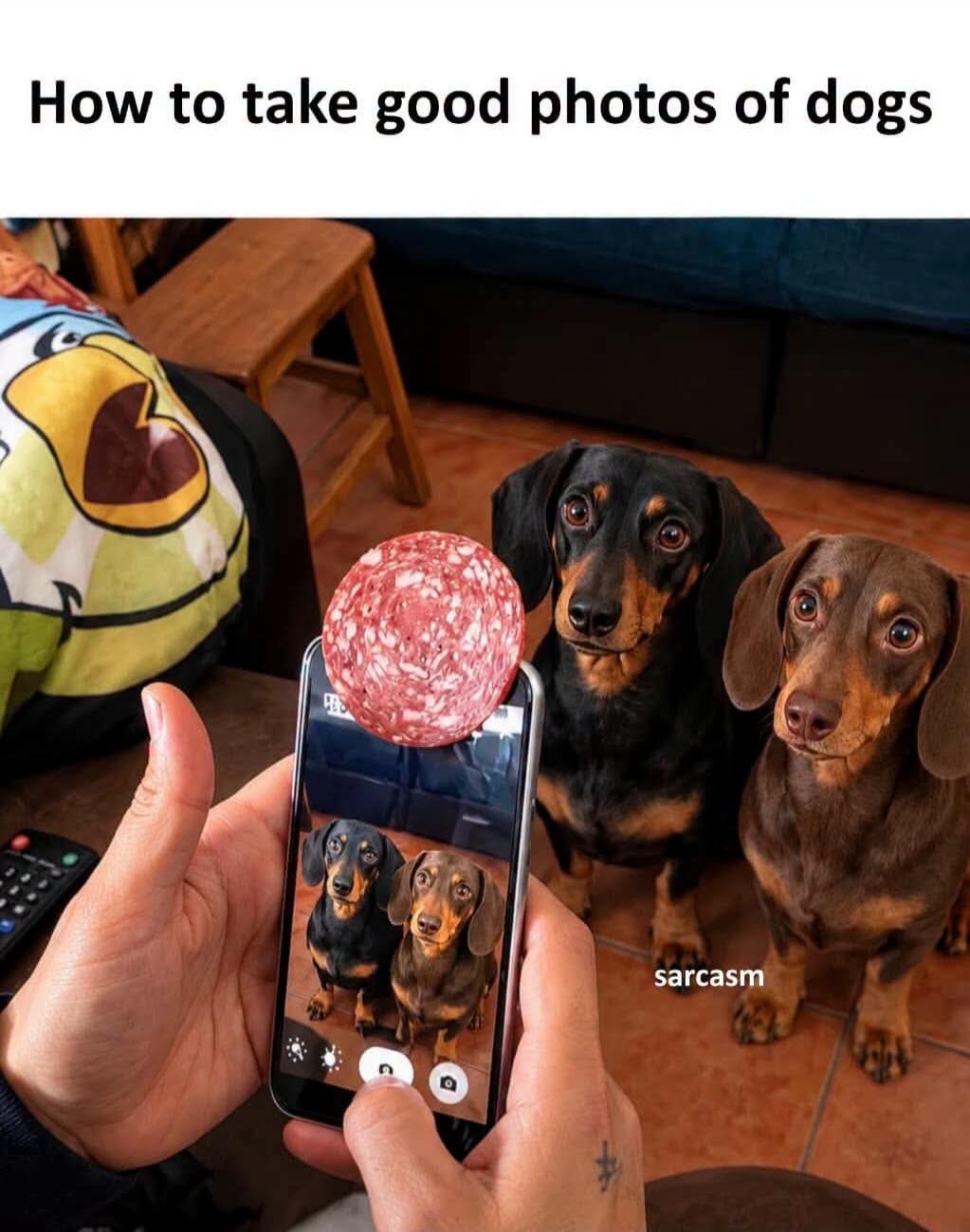 How to take good photos of dogs sarcasm