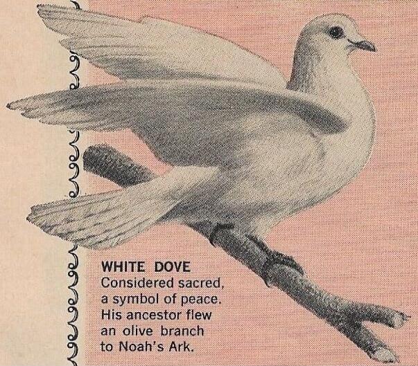 WHITE DOVE Considered sacred, a symbol of peace. His ancestor flew an olive branch to Noah's Ark.