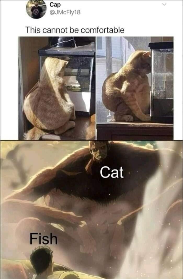 Thi