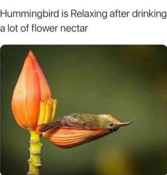Hummingbird is Relaxing after drinking a lot of flower nectar