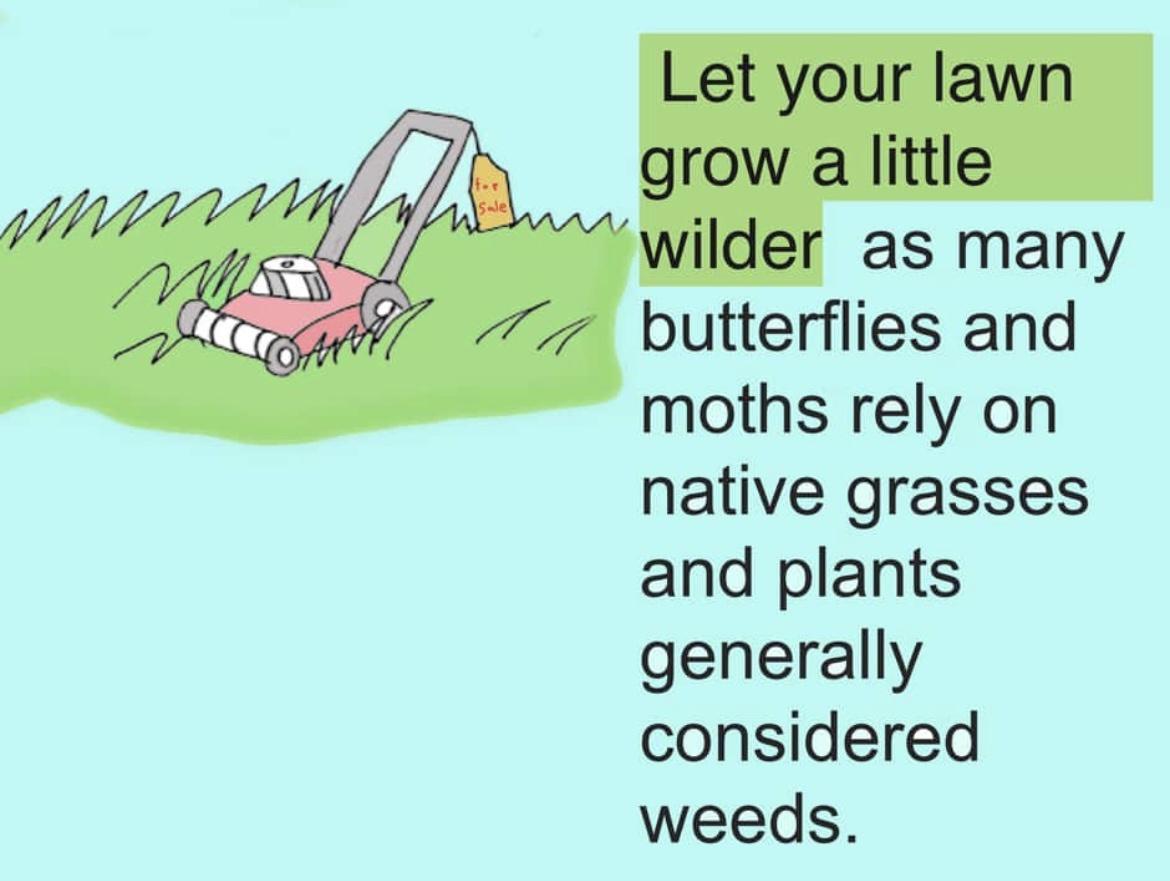 Let your lawn grow a little wilder as many butterflies and moths rely on native grasses and plants generally considered weeds