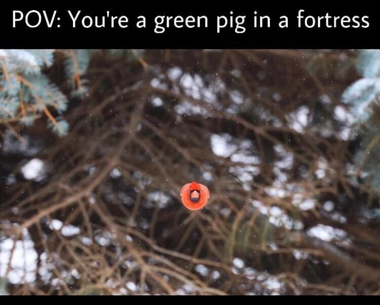 POV Youre a green pig in a fortress