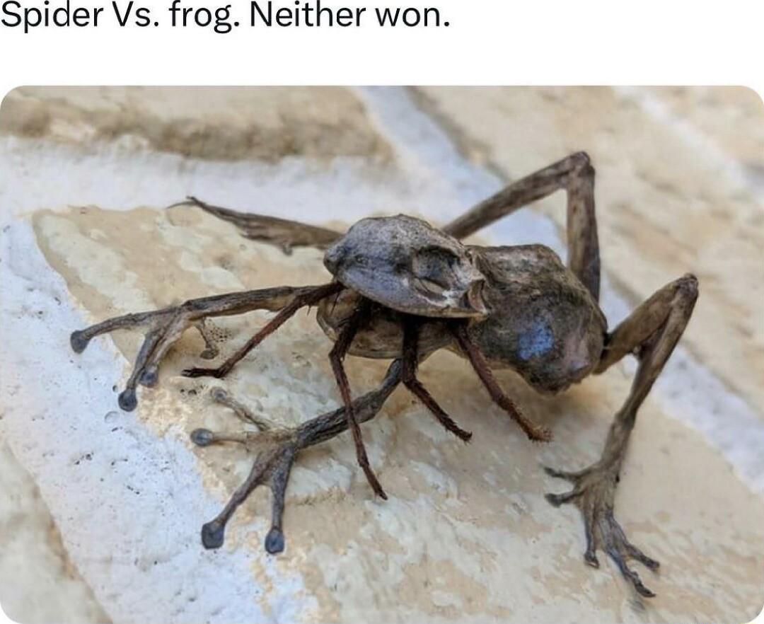 Spider Vs Tfrog Neither won