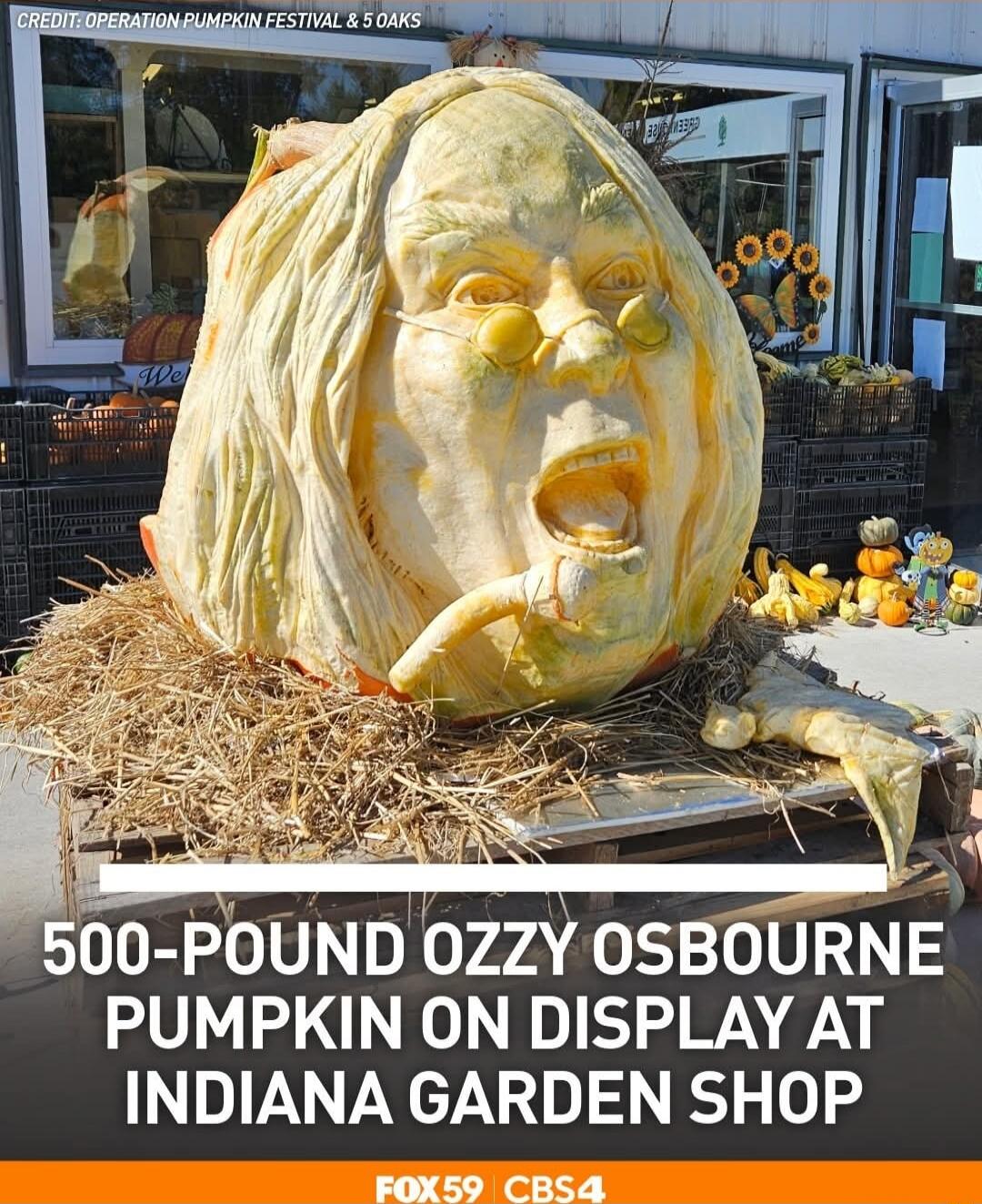 CREDIT: OPERATION PUMPKIN FESTIVAL & 5 OAKS
500-POUND OZZY OSBOURNE PUMPKIN ON DISPLAY AT INDIANA GARDEN SHOP
FOX59 CBS4