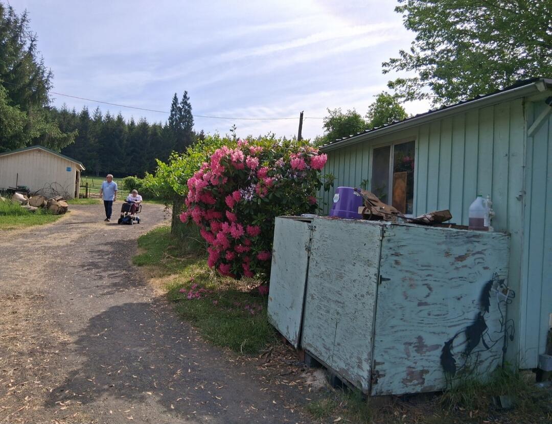 A man walks alongside a person in a wheelchair on a dirt path. A large pink rhododendron bush is prominent on the right. In the background, there's a small shed and a dense forest. A light blue building with a window and a wooden box with a horse stencil are visible on the far right.
