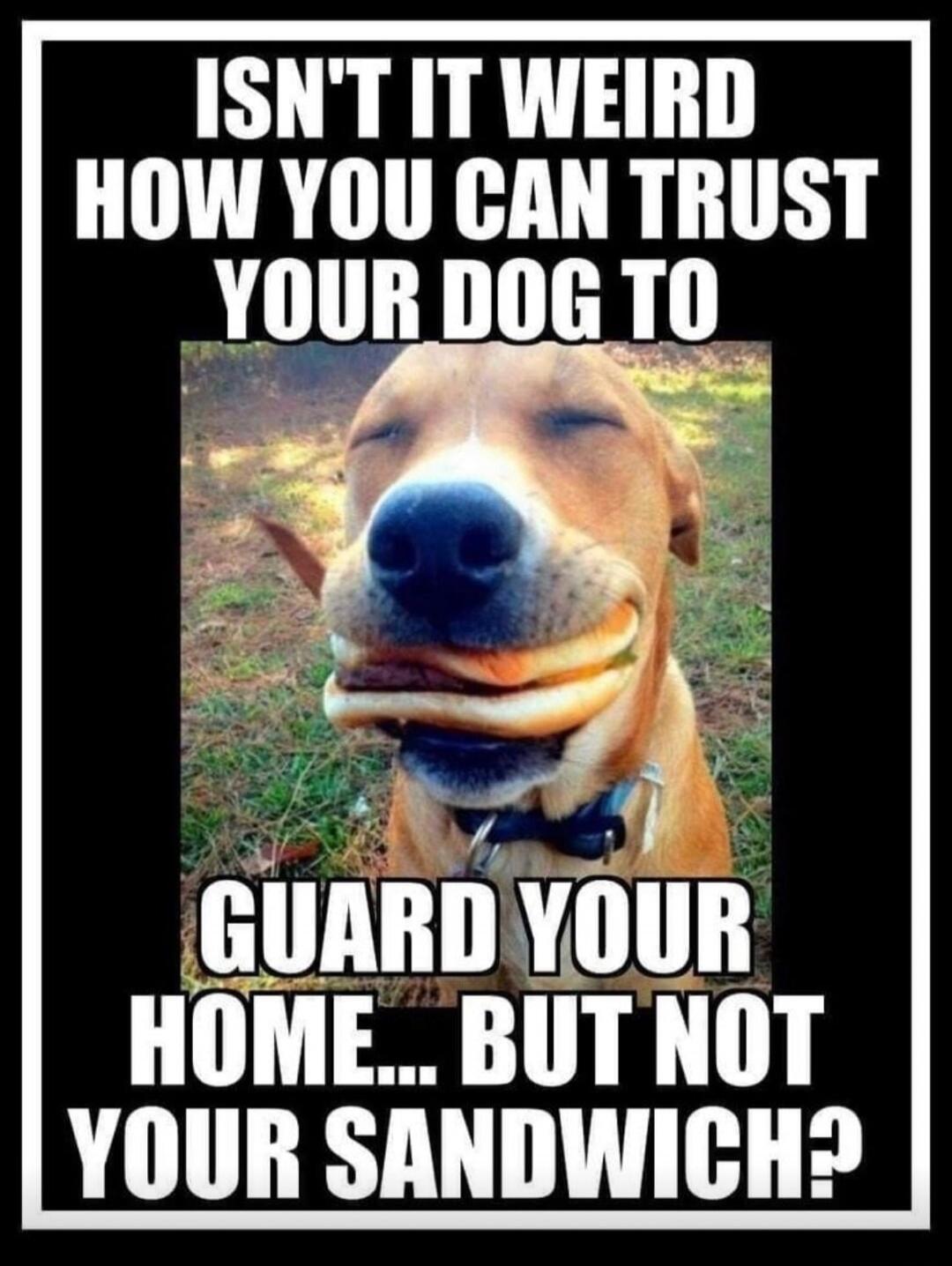 ISN'T IT WEIRD HOW YOU CAN TRUST YOUR DOG TO GUARD YOUR HOME... BUT NOT YOUR SANDWICH?