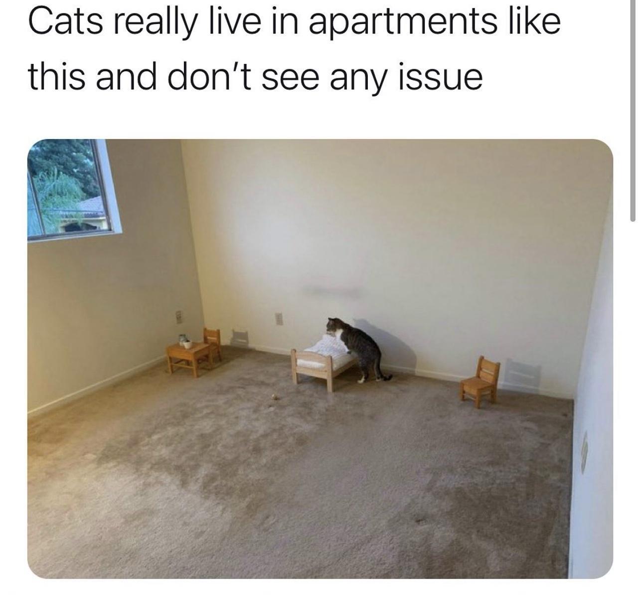 Cats really live in apartments like this and dont see any issue