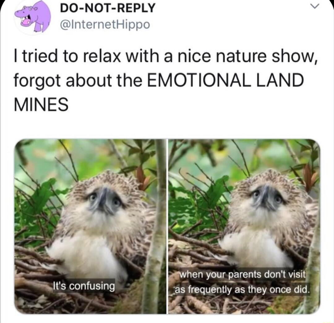 DO NOT REPLY e InternetHippo I tried to relax with a nice nature show forgot about the EMOTIONAL LAND MINES