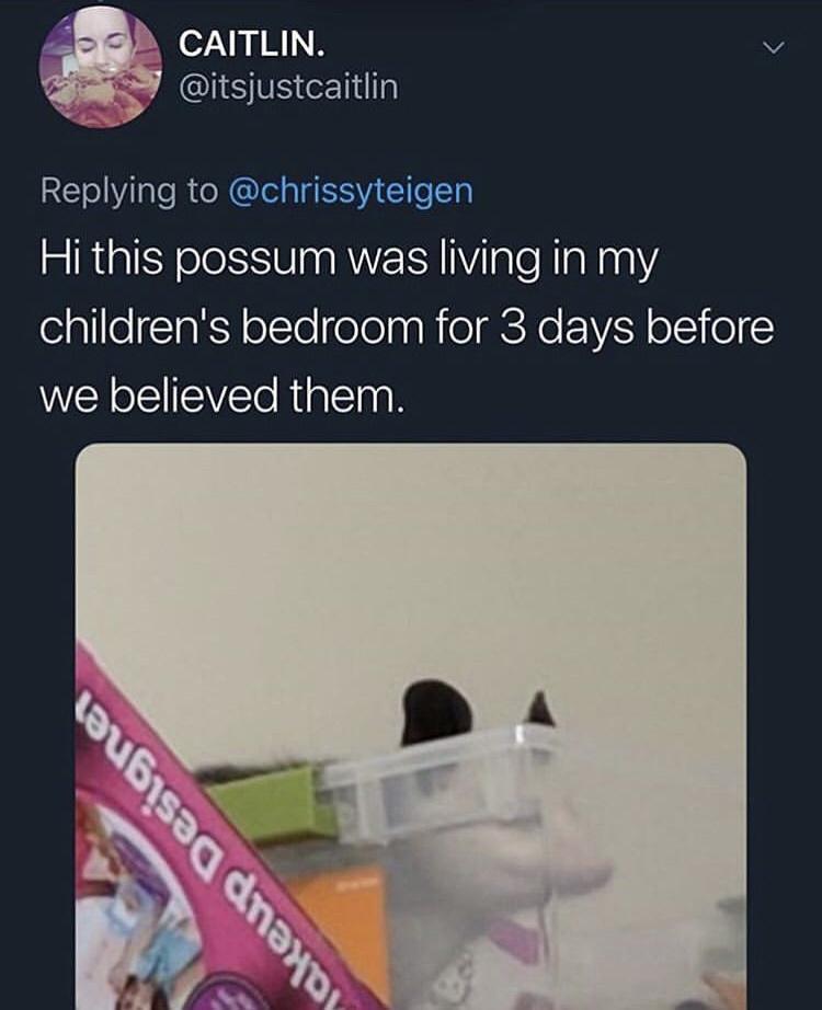 CAITLIN v ISR I Replying to chrissyteigen Hi this possum was living in my olgllleTakY ofTe elolppRieIREN e N 1 0 we believed them