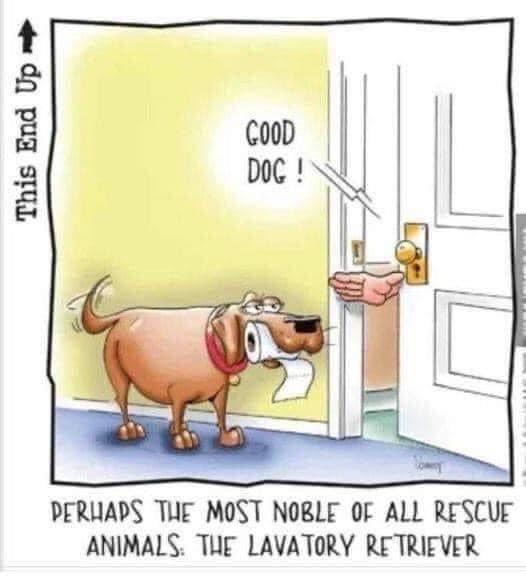 This End Up PERUAPS TUE MOST NOBLE OF ALL RESCUF ANIMALS THE LAVATORY RETRIEVER