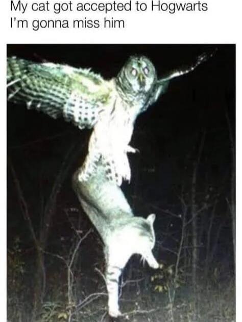 My cat got accepted to Hogwarts I’m gonna miss him