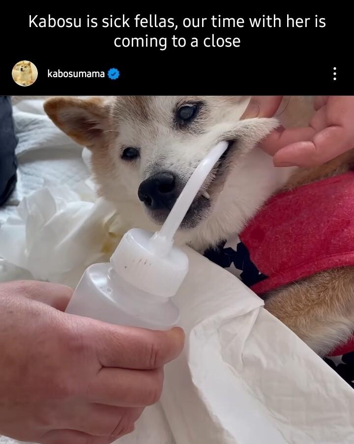 Kabosu is sick fellas our time with her is coming to a close