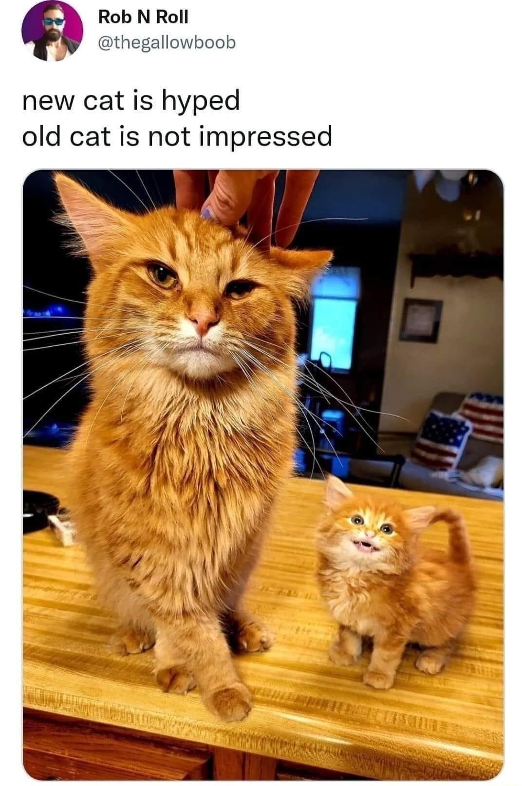 Rob N Roll t new cat is hyped old cat is not impressed