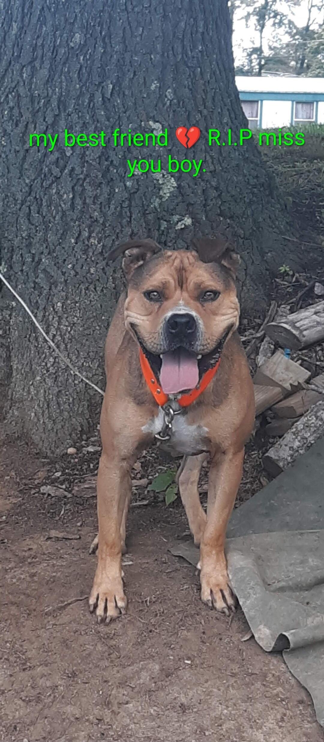 my best friend 💔 R.I.P miss you boy.