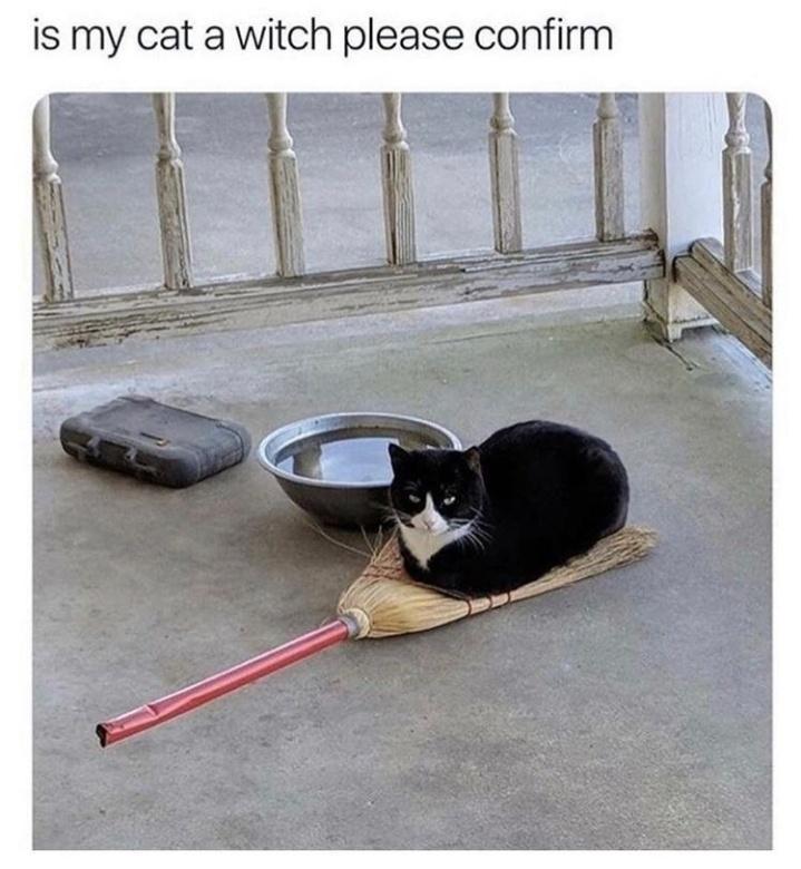 is my cat a witch please confirm