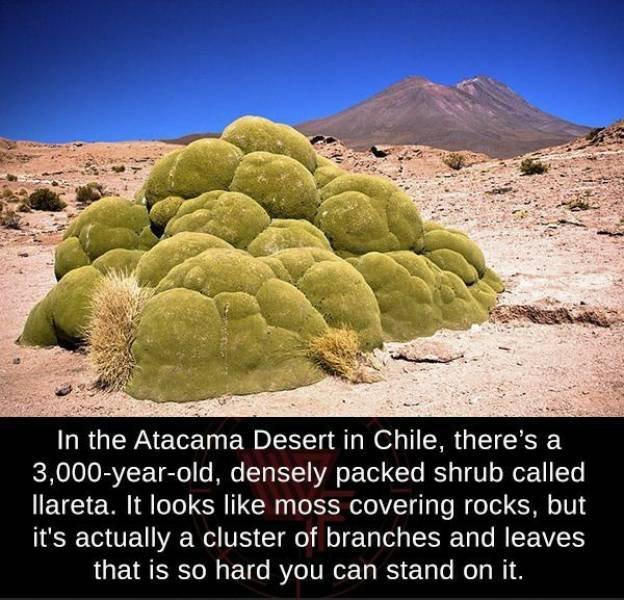 In the Atacama Desert in Chile theres a e loloRVroT ol o Mo T YT Tl To YT V o o 1 ETo llareta It looks like moss covering rocks but its actually a cluster of branches and leaves that is so hard you can stand on it