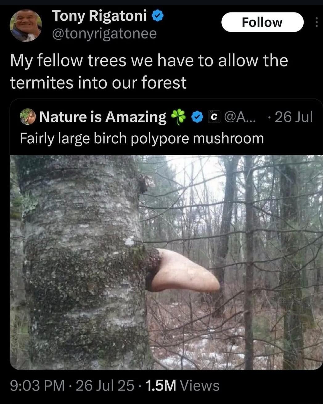 My fellow trees we have to allow the termites into our forest
Fairly large birch polypore mushroom