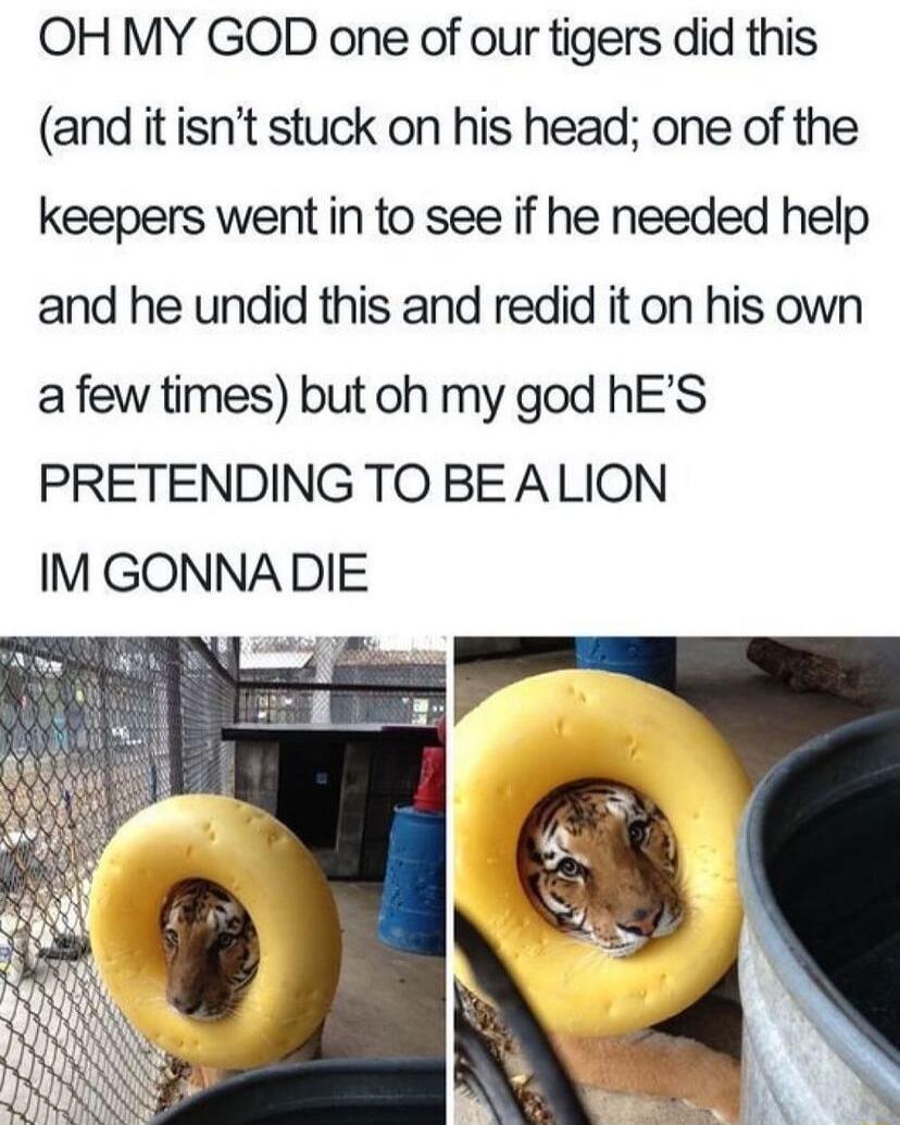 OH MY GOD one of our tigers did this and itisnt stuck on his head one of the keepers went in to see if he needed help and he undid this and redid it on his own a few times but oh my god hES PRETENDING TO BEALION IM GONNADIE i
