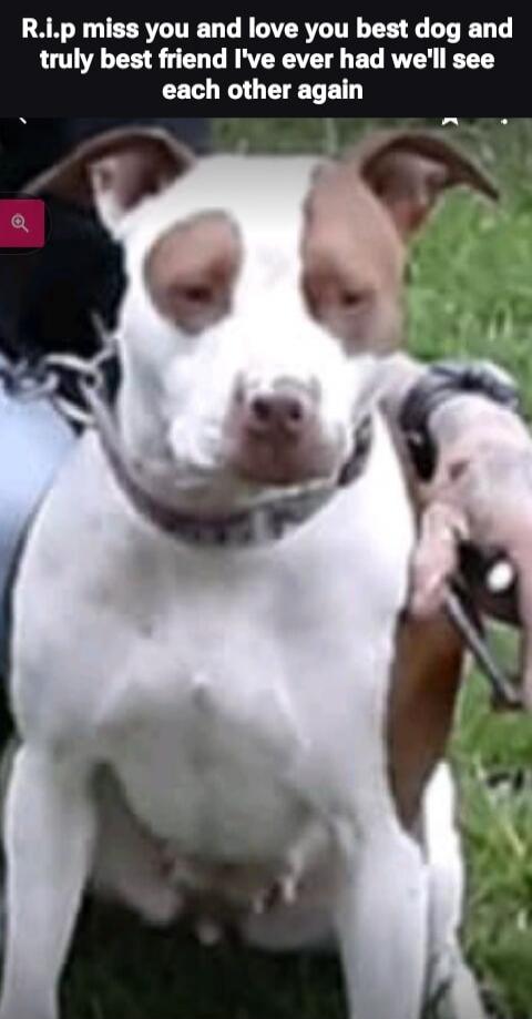 R.I.P miss you and love you best dog and truly best friend I've ever had we'll see each other again
