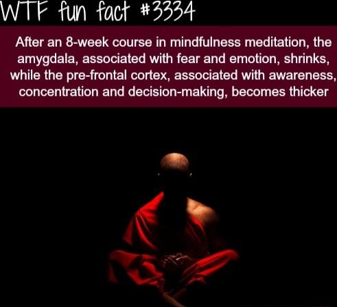 WTF fun fact 3554 After an 8 week course in mindfulness meditation the amygdala associated with fear and emotion shrinks while the pre frontal cortex associated with awareness concentration and decision making becomes thicker