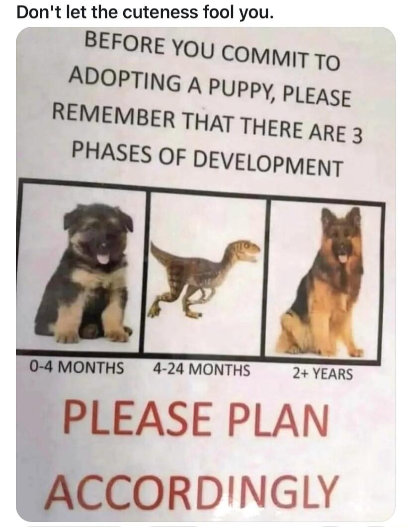 Dont let the cuteness fool you BEFORE yoy COMMIT TQ ADOPTING A PUPPY PLEASE REMEMBER THAT THERE ARE 3 PHASES OF DEVELOPMENT udl 0 4 MONTHS 4 24 MONTHS 2 YEARS PLEASE PLAN ACCORDINGLY