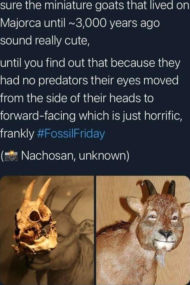 SRR nllplEl VN loz1ERtate A VSTo Nolg Majorca until 3000 years ago sound really cute until you find out that because they had no predators their eyes moved from the side of their heads to forward facing which is just horrific frankly FossilFriday Nachosan unknown