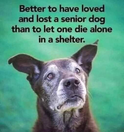 Better to have loved and lost a senior dog than to let one die alone in a shelter a re