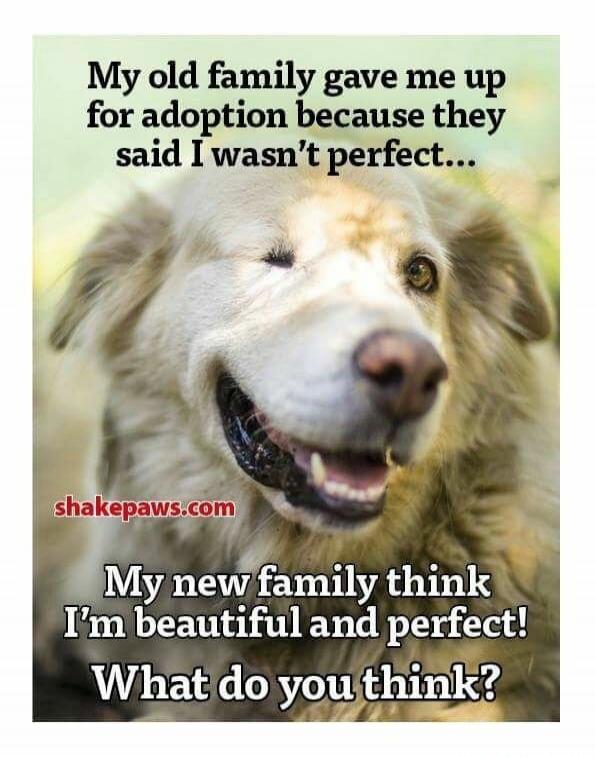 My old family gave me up for adoption because they said I wasn’t perfect... shakepaws.com My new family think I’m beautiful and perfect! What do you think?
