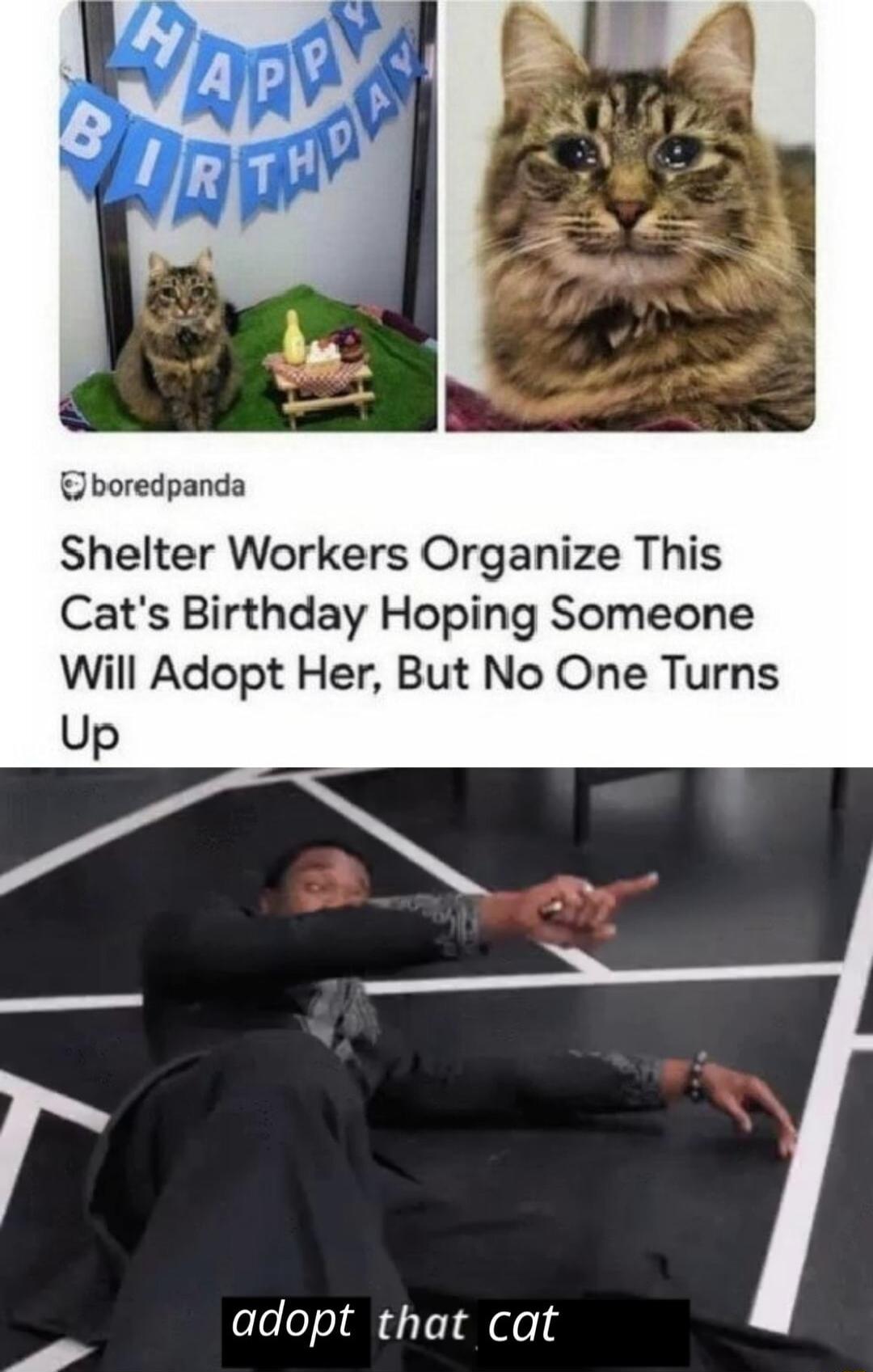 boredpanda Shelter Workers Organize This Cats Birthday Hoping Someone Will Adopt Her But No One Turns adopt that cat