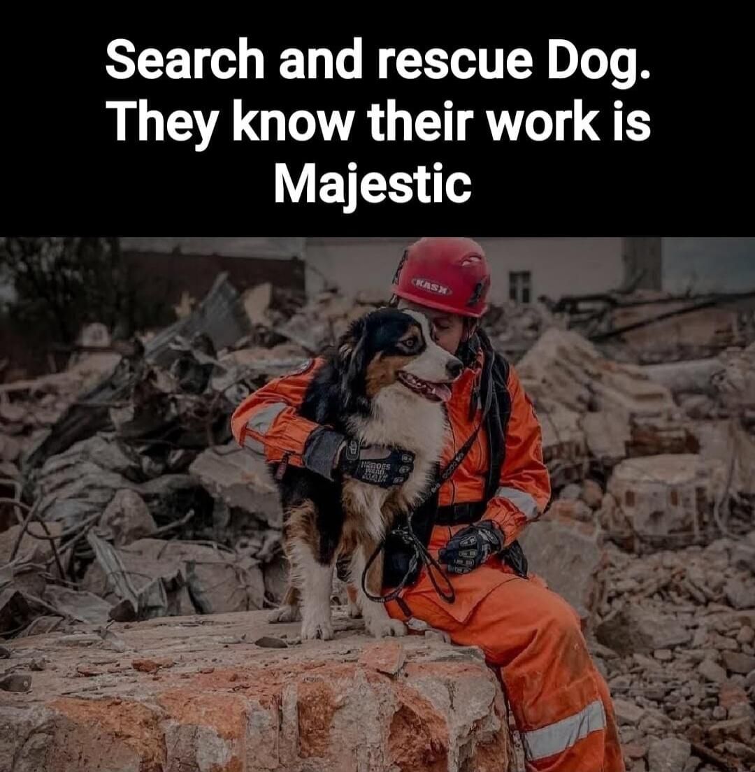 Search and rescue Dog. They know their work is Majestic