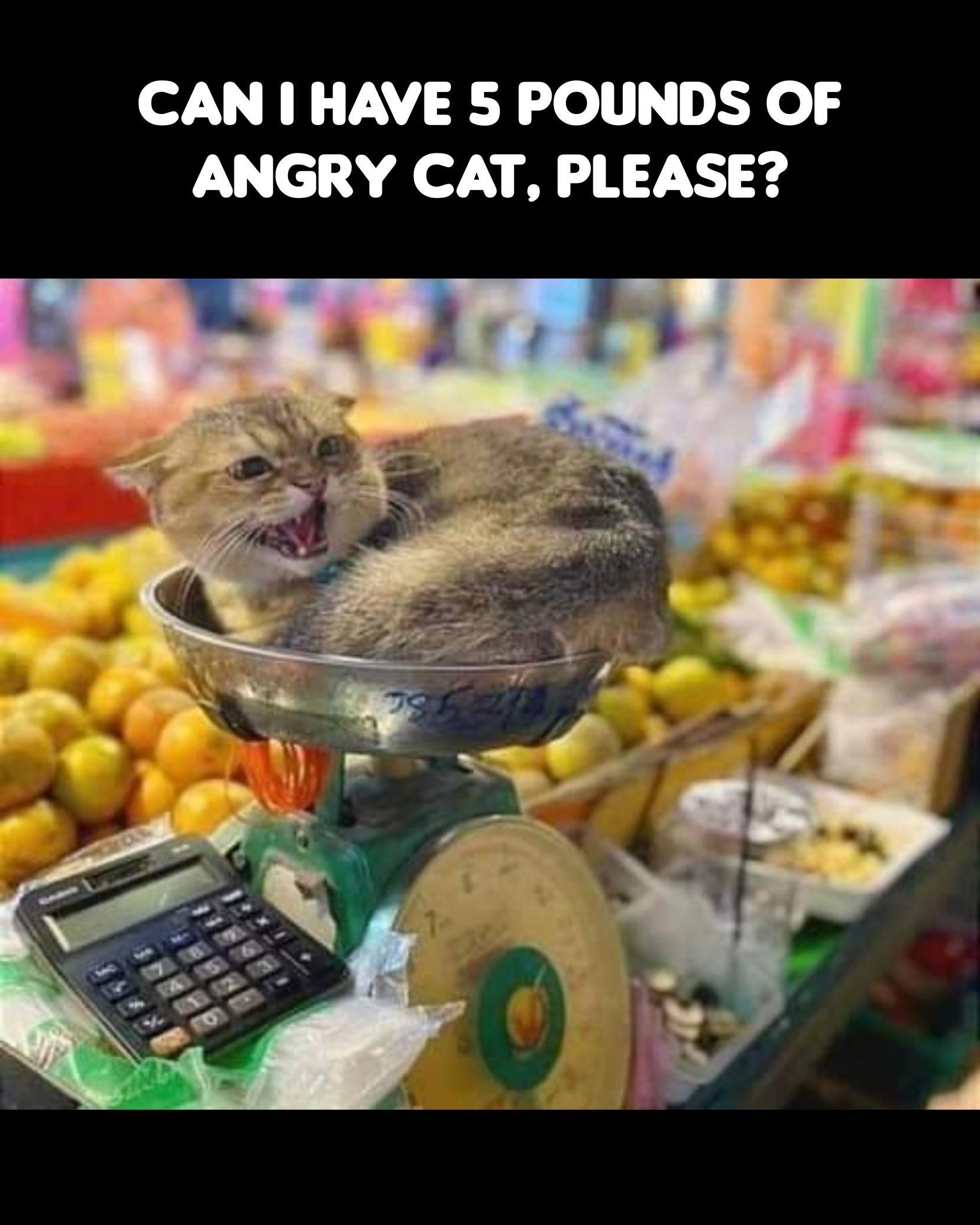 CAN HAVE 5 POUNDS OF ANGRY CAT PLEASE