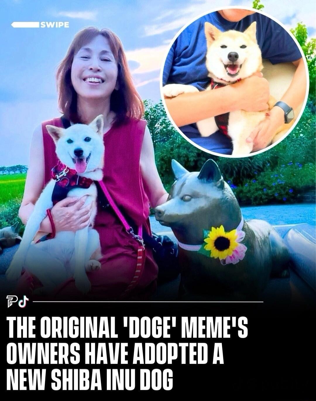 Pd THE ORIGINAL DOGE MEMES OVUNERS HAVE ADOPTED A NEWW SHIBA INU DOG