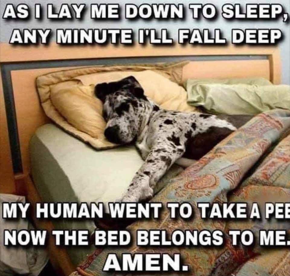 ASIIUAYIMEIDOWNTOISLEEP NP LI Y 7oLl 24 MY HUMANWENT TOKEA PEE NOW THE BEDBELONGS TO ME