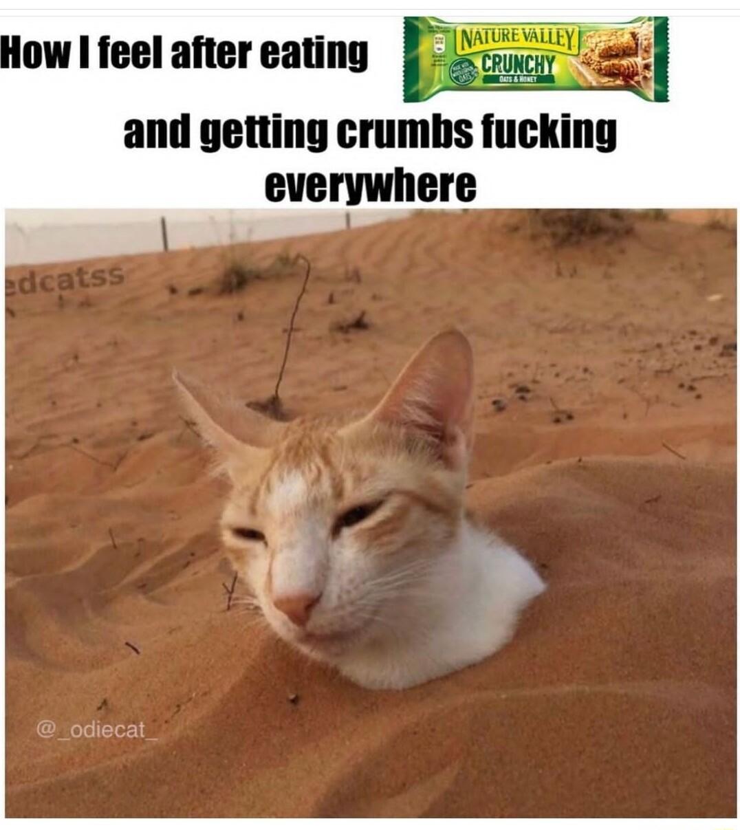 ow feel after eating _odiecat everywhere