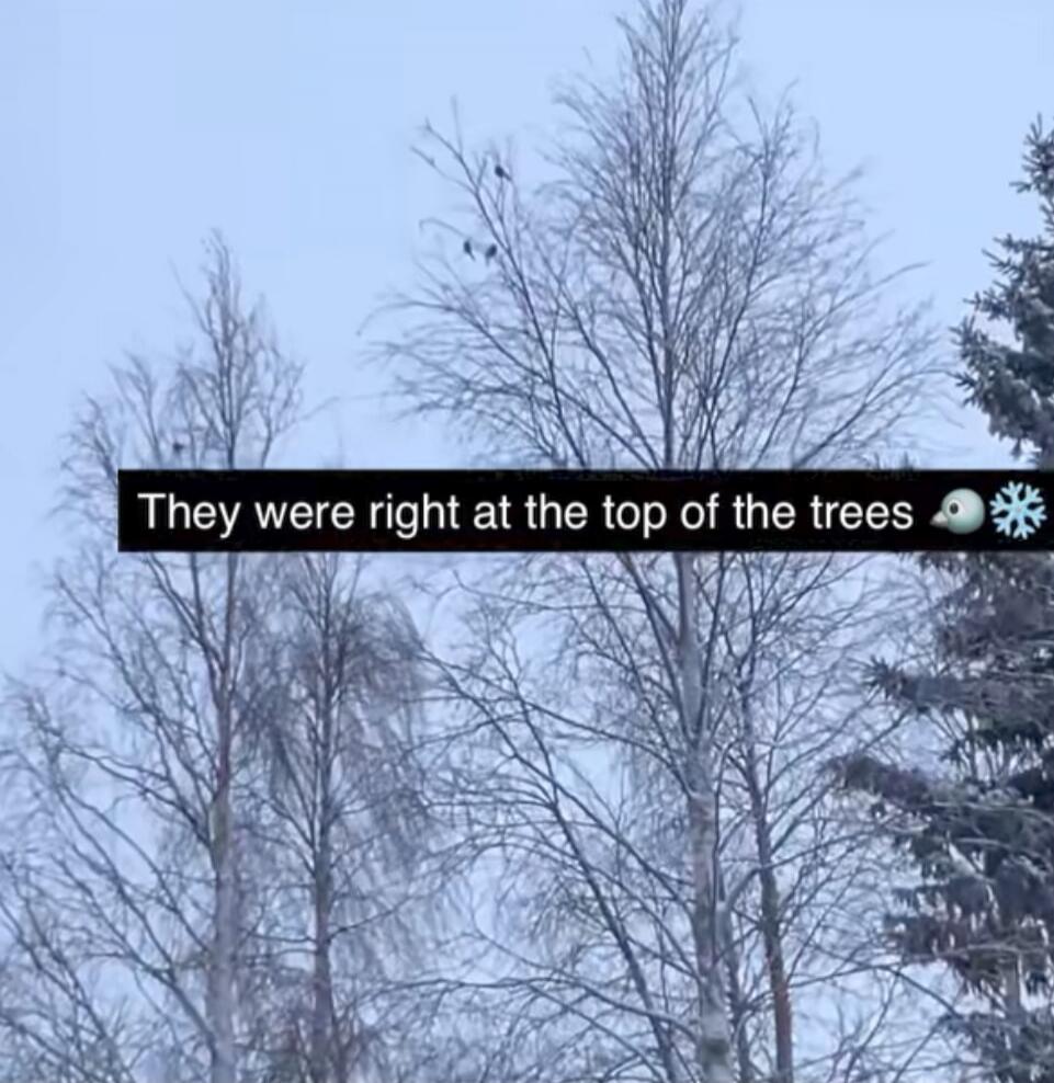 They were right at the top of the trees 🐦❄️
