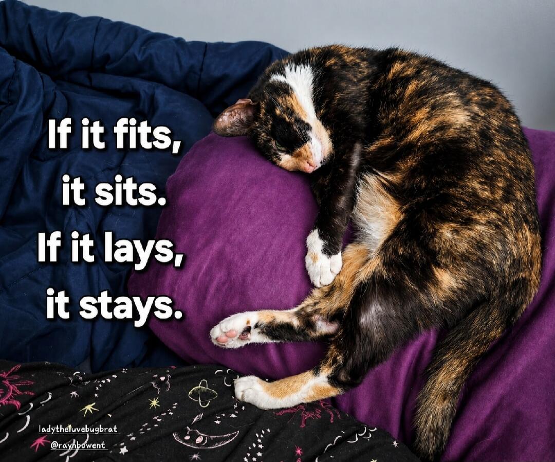 If it fits, it sits. If it lays, it stays. ladythedeluvbugbrat @raynbowent