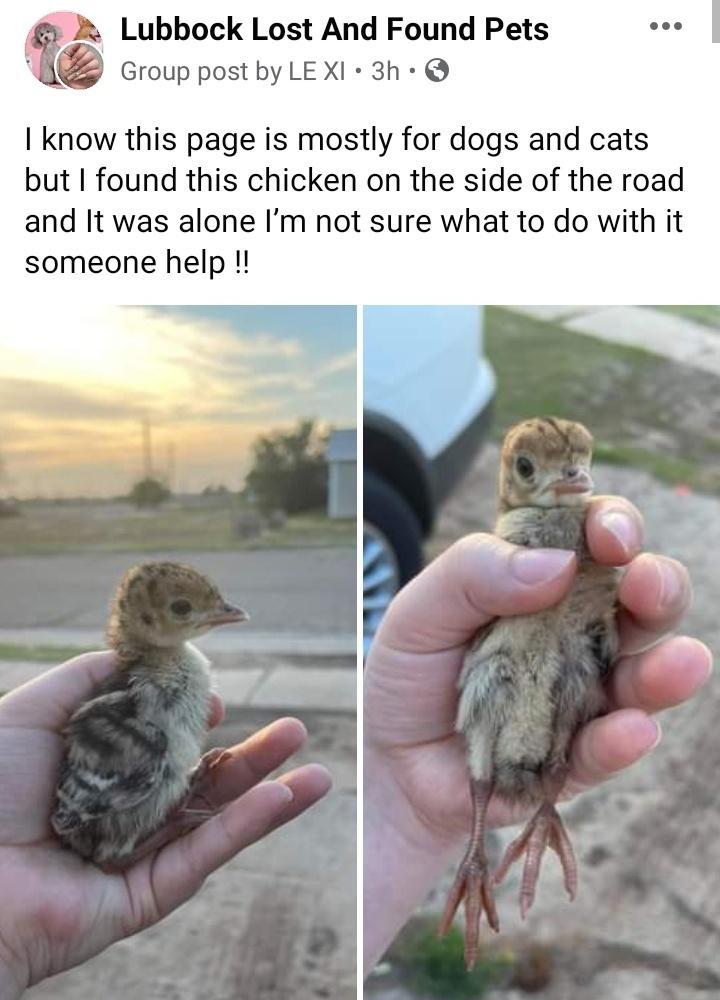 A Lubbock Lost And Found Pets i Group postby LEXI 3h know this page is mostly for dogs and cats but found this chicken on the side of the road and It was alone Im not sure what to do with it someone help