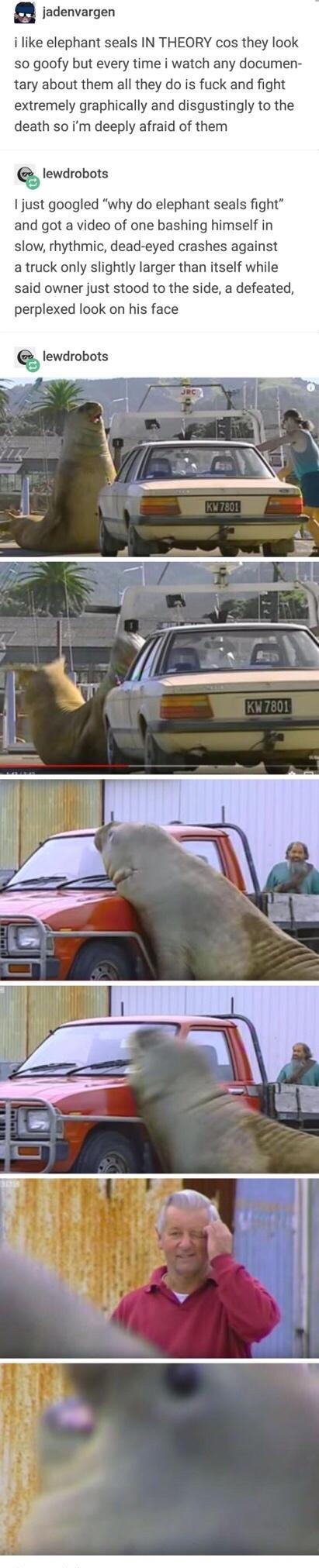 g jadenvargen i like elephant seals IN THEORY cos they look so goofy but every time i watch any documen tary about them all they do is fuck and fight extremely graphically and disgustingly to the death so im deeply afraid of them lewdrobots just googled why do elephant seals fight and got a video of one bashing himself in slow rhythmic dead eyed crashes against a truck only slightly larger than it