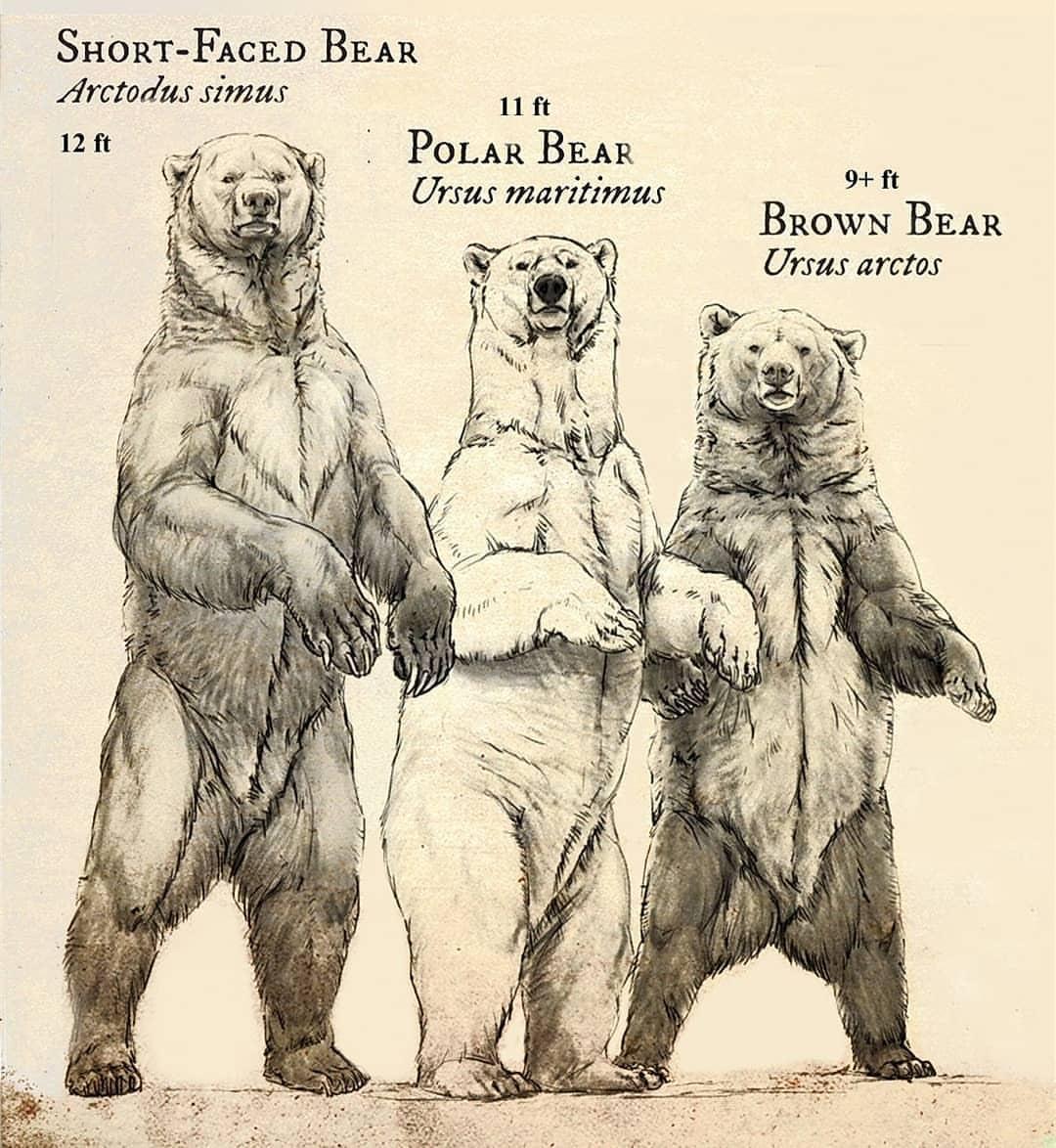 SuorT Facep Bear Arctodus simus o5 et PoLar Bear Ursus maritimus 2 Browy Bear Ursus arctos