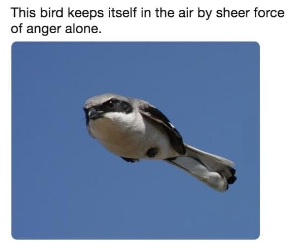 9GAG Tweets 9GAGTweets This bird keeps itself in the air by sheer force of anger alone