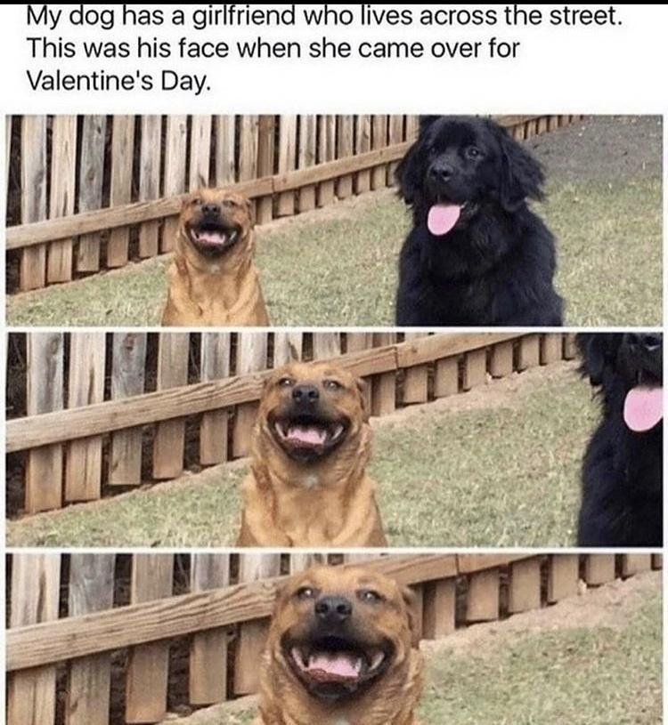 My dog has a girlfriend who lives across the street This was his face when she came over for Valentines Day e Hum