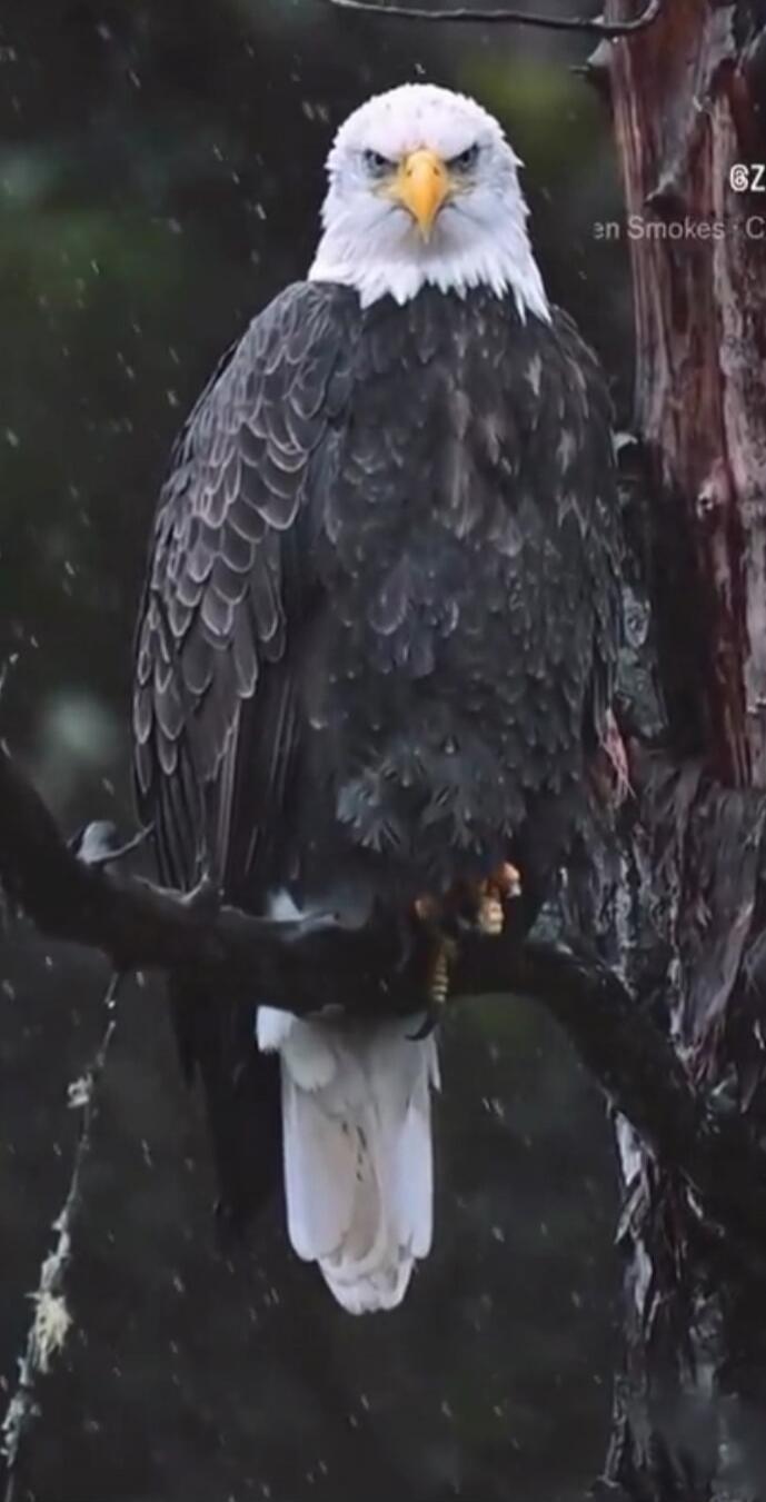 A bald eagle perched on a branch, looking directly at the camera with an intense expression. Snow or rain is falling around it. Text visible: @Z en Smokes C