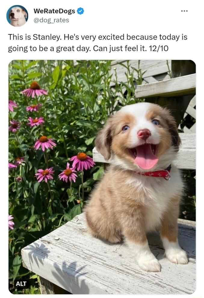 WeRateDogs dog rates This is Stanley Hes very excited because today is going to be a great day Can just feel it 1210