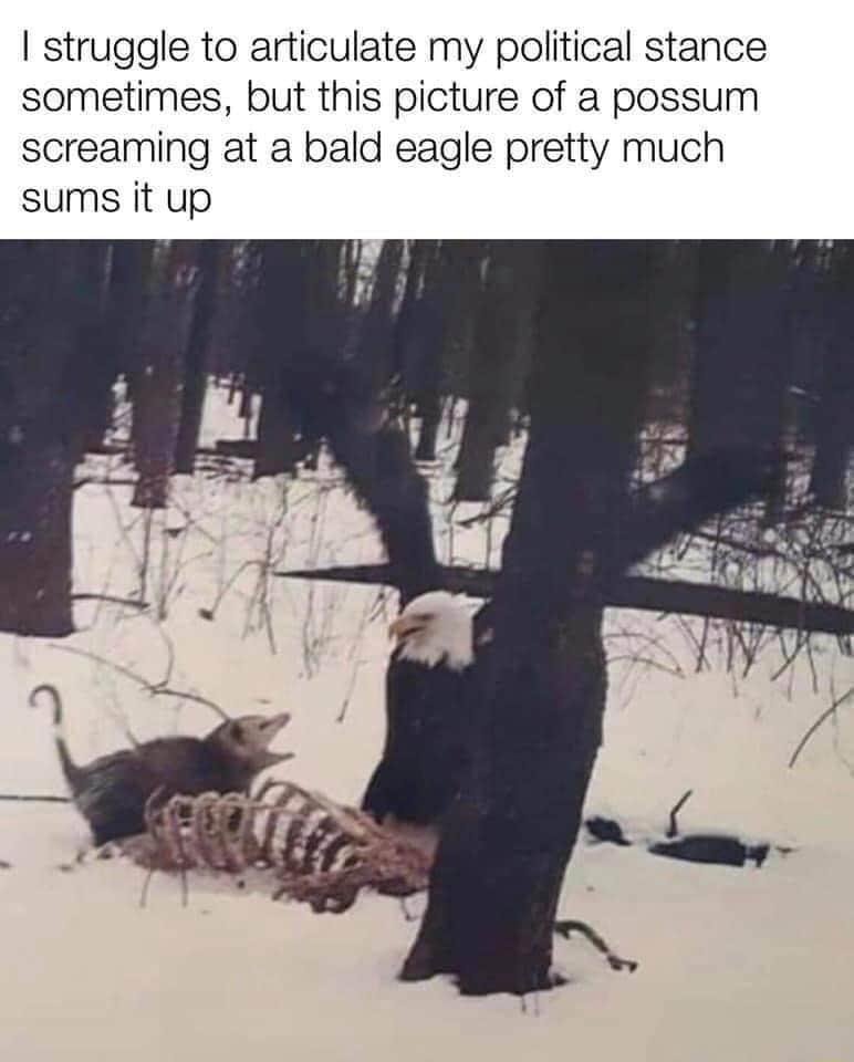 struggle to articulate my political stance sometimes but this picture of a possum screaming at a bald eagle pretty much sums it up