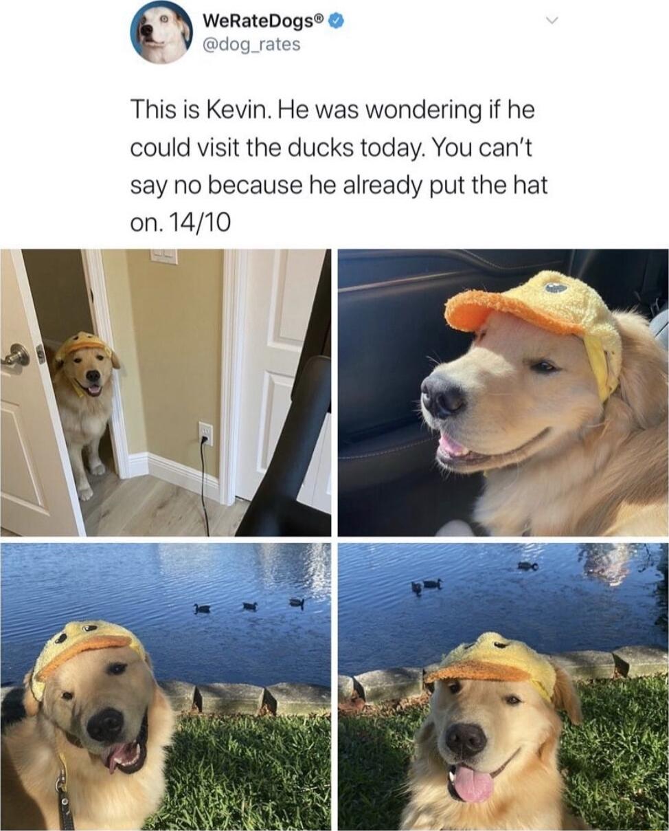 WeRateDogs This is Kevin He was wondering if he could visit the ducks today You cant say no because he already put the hat on1410